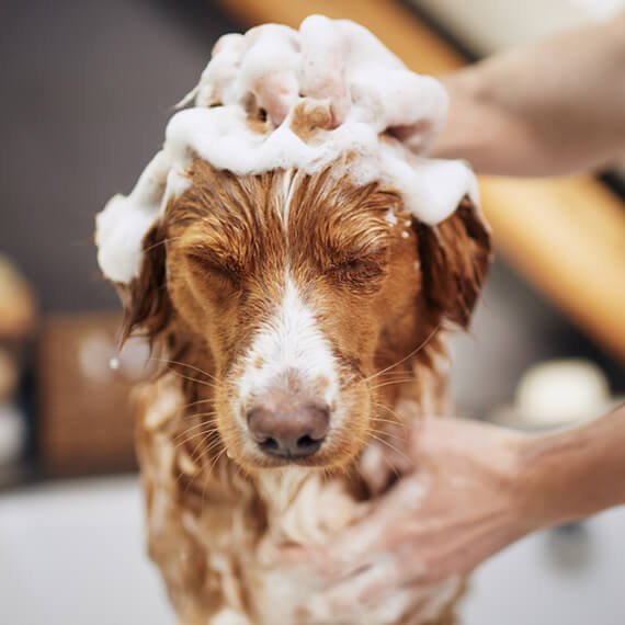 Buy Dog Online | Puppy For Sale Chip Price 74 Buy Dog Online