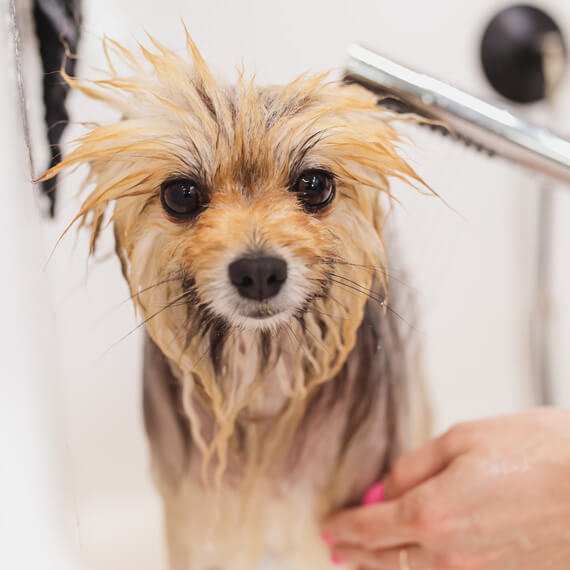 Buy Dog Online | Puppy For Sale Chip Price 77 Buy Dog Online