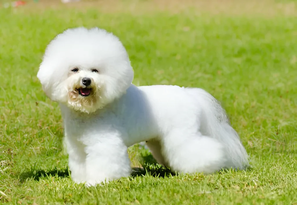Buy Dog Online
