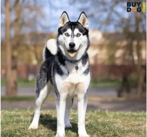 Buy Dog Online | Puppy For Sale Chip Price 36 Buy Dog Online