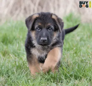 Buy Dog Online | Puppy For Sale Chip Price 48 Buy Dog Online