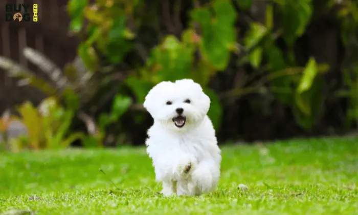 Buy Dog Online | Puppy For Sale Chip Price 11 Maltese Puppy