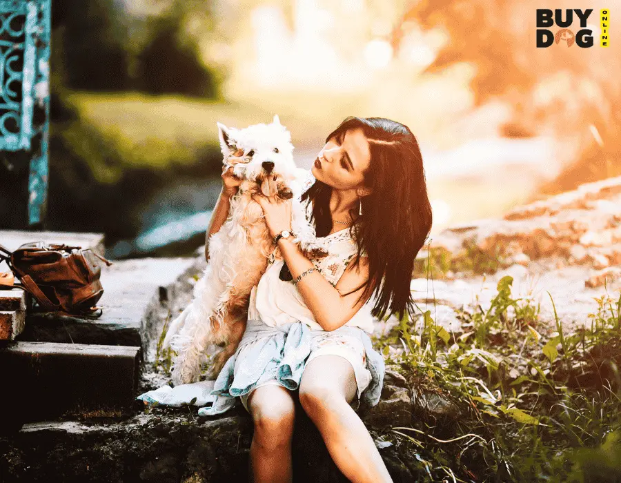 Buy Dog Online | Puppy For Sale Chip Price 88 Buy Dog Online