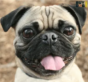 Buy Dog Online | Puppy For Sale Chip Price 56 Buy Dog Online