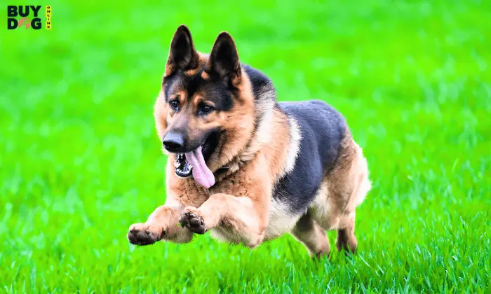 Buy Dog Online | Puppy For Sale Chip Price 12 Buy German Shepherd Puppies Online