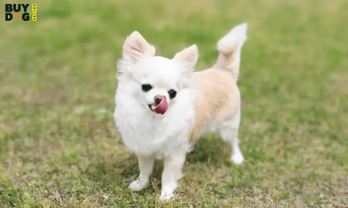 Buy Dog Online | Puppy For Sale Chip Price 10 Chihuahua Buy Online