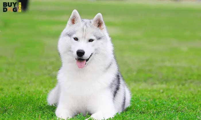 Buy Dog Online | Puppy For Sale Chip Price 13 husky dog buy online