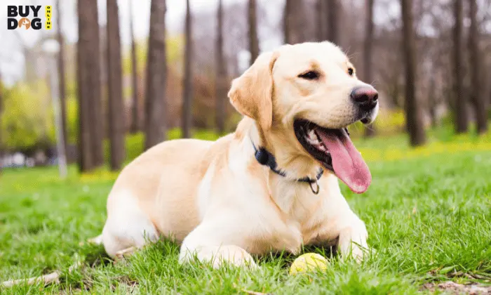 Buy Dog Online | Puppy For Sale Chip Price 14 labrador dog buy online