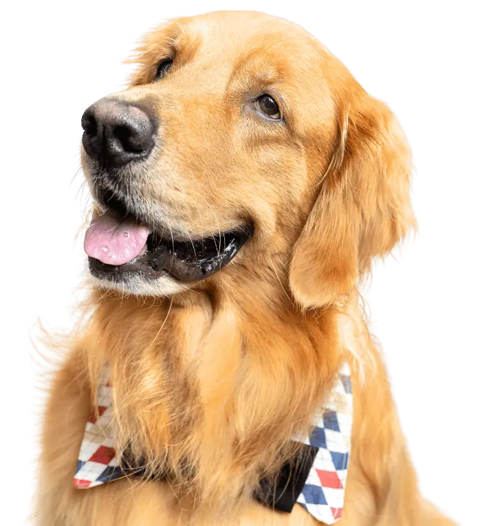 Buy Dog Online | Puppy For Sale Chip Price 8 Buy Dog Online