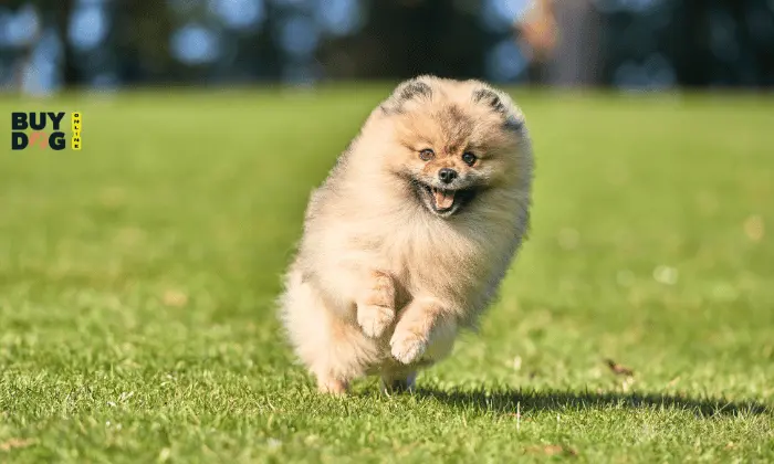 Buy Dog Online | Puppy For Sale Chip Price 9 Pomeranian Dog Online