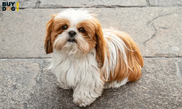 Buy Dog Online | Puppy For Sale Chip Price 15 shih tzu dog buy online