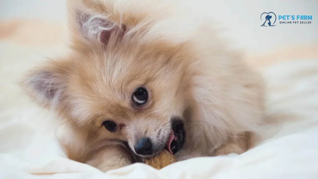 Buy Dog Online
